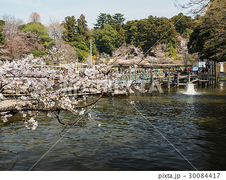 清水公園　桜とフィールドアスレチック　 30084417