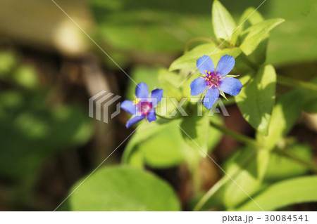 ルリハコベの花 ルリハコベの花 30084541