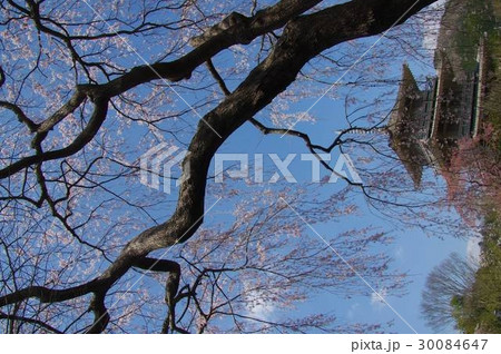 宮崎県五ヶ瀬町の浄専寺の三重塔と枝垂れ桜 30084647