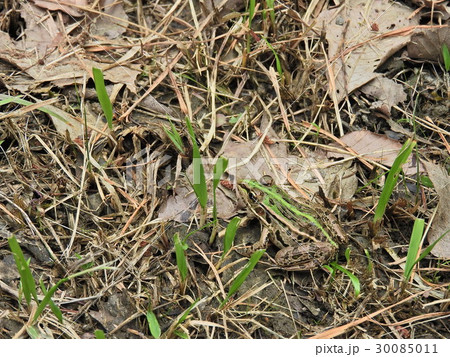 トノサマガエル( 2016年6月 岐阜県瑞浪市 ) トノサマガエル( 2016年6月 岐阜県瑞浪市 ) 30085011