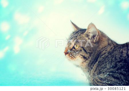 cat walking in the snow at blizzard cat walking in the snow at blizzard 30085121