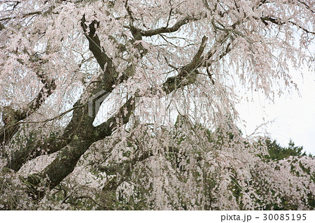 又兵衛桜の花 30085195