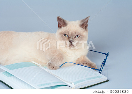Wise cat with glasses, lying on the book 30085386