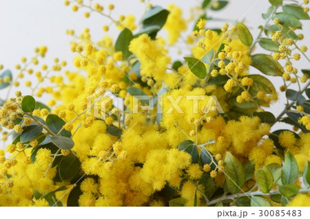 パールアカシアのアップ パールアカシアのアップ 30085483