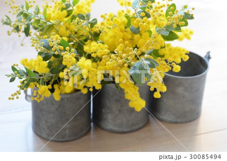 ブリキ雑貨に飾ったパールアカシア ブリキ雑貨に飾ったパールアカシア 30085494