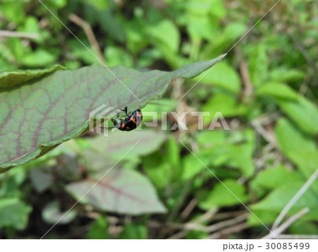イタドリハムシ ( 2016年春5月 岐阜県揖斐郡揖斐川町 ) 30085499