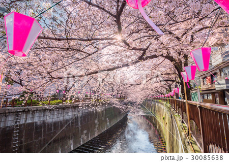 東京の桜 東京の桜 30085638