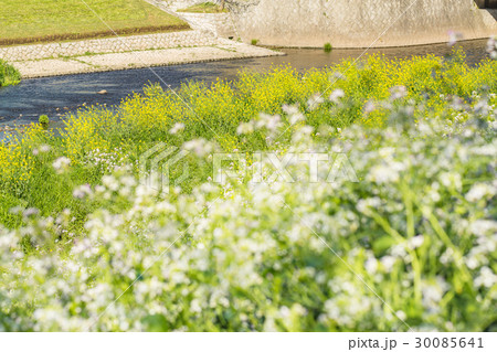 河川敷の菜の花 30085641