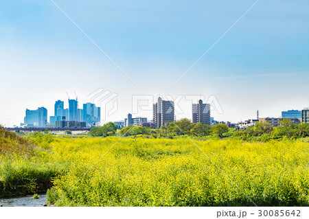河川敷の菜の花 30085642