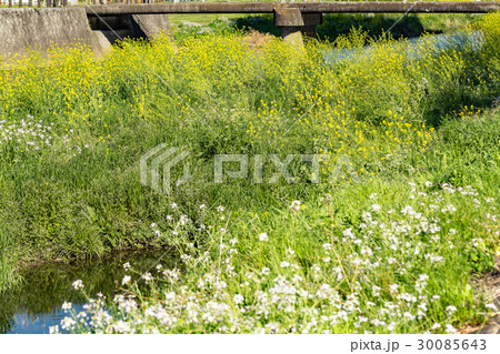 河川敷の菜の花 30085643