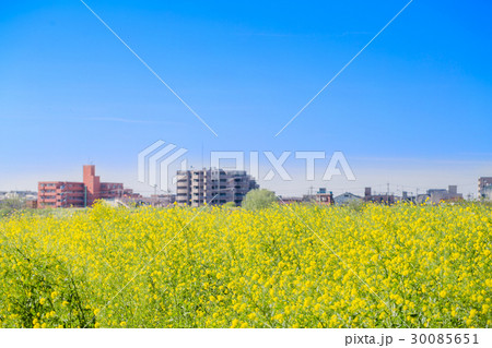河川敷の菜の花 30085651