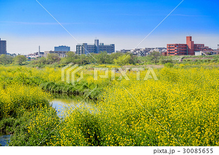 河川敷の菜の花 30085655