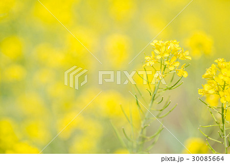 河川敷の菜の花 30085664
