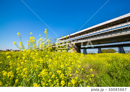 河川敷の菜の花 30085667