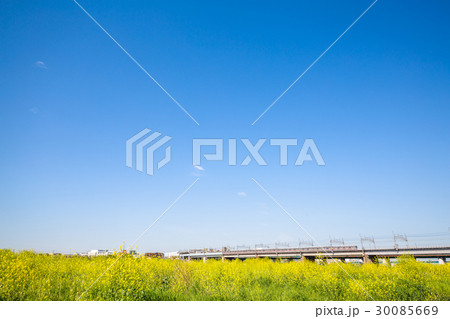 河川敷の菜の花 30085669