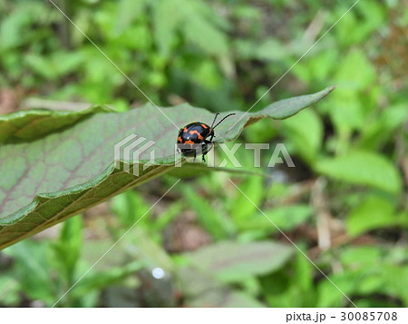 イタドリハムシ ( 2016年春5月 岐阜県揖斐郡揖斐川町 ) 30085708