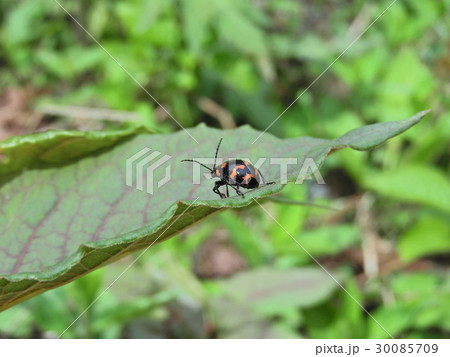 イタドリハムシ ( 2016年春5月 岐阜県揖斐郡揖斐川町 ) イタドリハムシ ( 2016年春5月 岐阜県揖斐郡揖斐川町 ) 30085709
