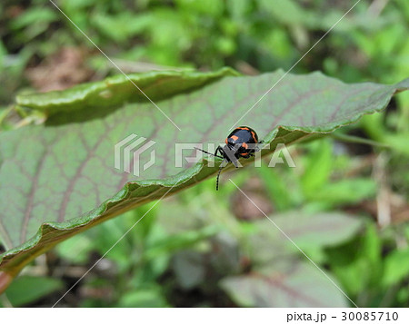 イタドリハムシ ( 2016年春5月 岐阜県揖斐郡揖斐川町 ) 30085710