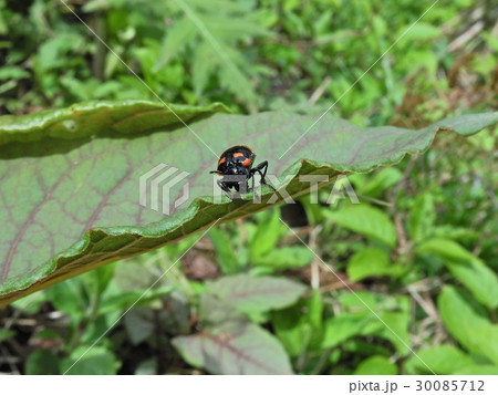 イタドリハムシ ( 2016年春5月 岐阜県揖斐郡揖斐川町 ) 30085712