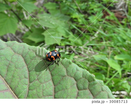 イタドリハムシ ( 2016年春5月 岐阜県揖斐郡揖斐川町 ) 30085713