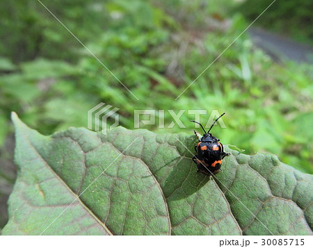 イタドリハムシ ( 2016年春5月 岐阜県揖斐郡揖斐川町 ) 30085715