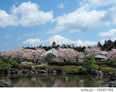 大石寺　法祥園の桜と富士 30085768