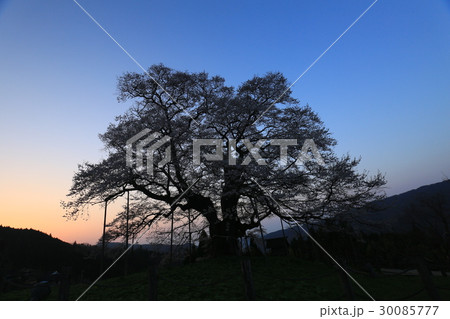 醍醐桜661 醍醐桜661 30085777