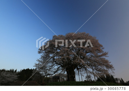 醍醐桜672 醍醐桜672 30085778