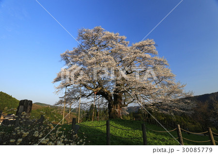 醍醐桜704 30085779