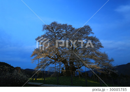 醍醐桜790 醍醐桜790 30085785