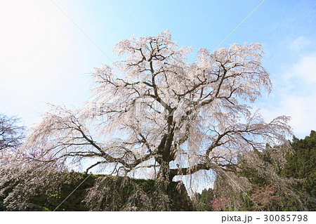 又兵衛桜の花 30085798