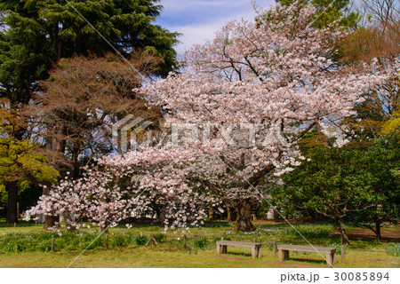 旧岩崎邸庭園の見事な桜 30085894