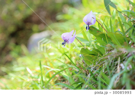 カタクリの花 カタクリの花 30085993