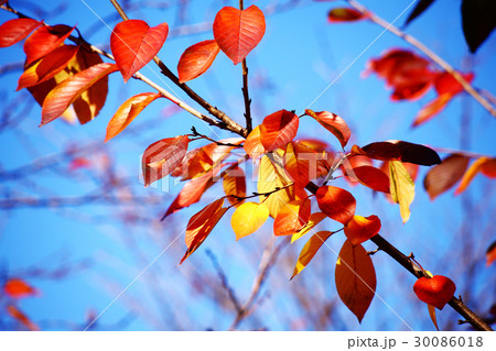 青空に桜の紅葉 30086018