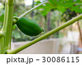 Young Papaya Fruite on the Tree 30086115