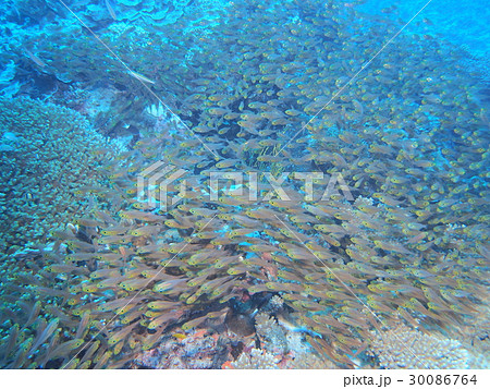 キンメモドキ群れ 30086764