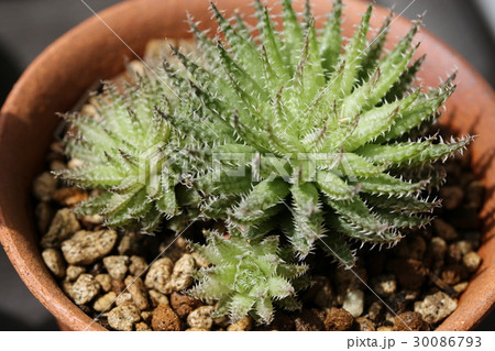 ハオルチア/ヘルバセア・ボスフォンテン ハオルチア/ヘルバセア・ボスフォンテン 30086793