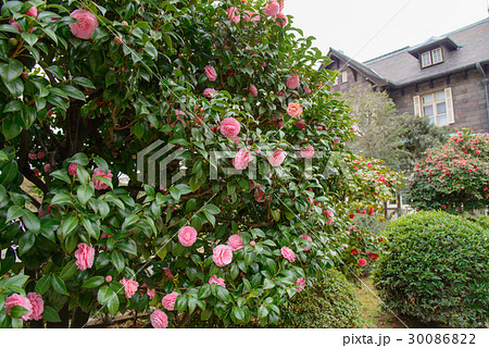 【東京】旧古河庭園、椿の生垣 30086822