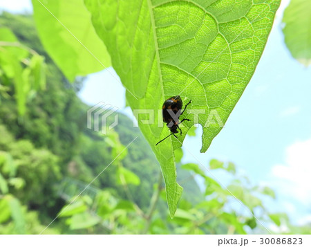 イタドリハムシ ( 2016年春5月 福井県大野市 ) 30086823