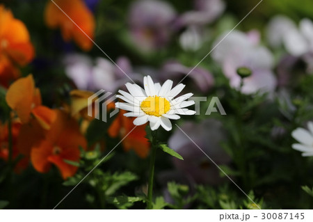 ノースポール ノースポール 30087145