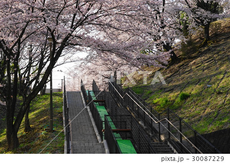 4月 多摩地区01桜満開の平尾団地 4月 多摩地区01桜満開の平尾団地 30087229