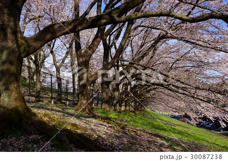 4月 多摩地区10桜満開の平尾団地 4月 多摩地区10桜満開の平尾団地 30087238