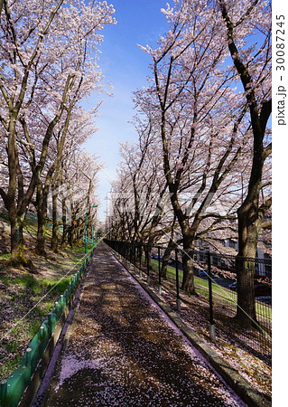 4月　多摩地区17桜満開の平尾団地 30087245
