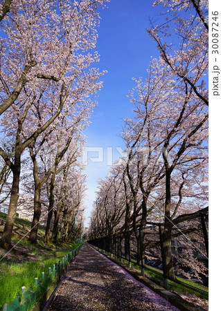4月 多摩地区18桜満開の平尾団地 4月 多摩地区18桜満開の平尾団地 30087246