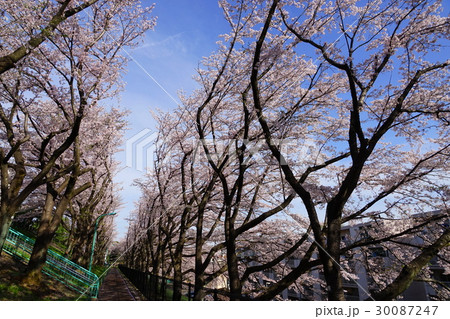 4月　多摩地区19桜満開の平尾団地 30087247