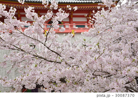 【和歌山県】紀三井寺と桜（仏殿） 30087370