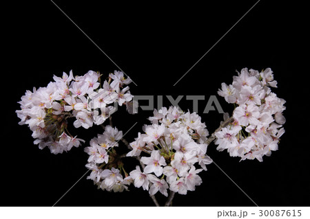 桜 ライトアップ 桜 ライトアップ 30087615