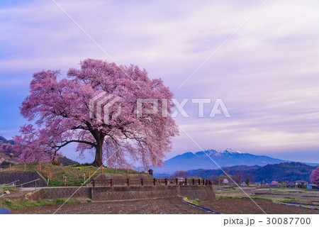【山梨県】わに塚の桜(わにづかのさくら) 【山梨県】わに塚の桜(わにづかのさくら) 30087700