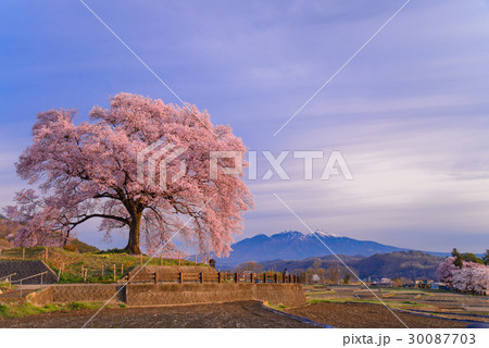 【山梨県】わに塚の桜(わにづかのさくら) 【山梨県】わに塚の桜(わにづかのさくら) 30087703