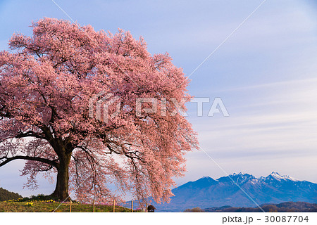 【山梨県】わに塚の桜(わにづかのさくら) 【山梨県】わに塚の桜(わにづかのさくら) 30087704